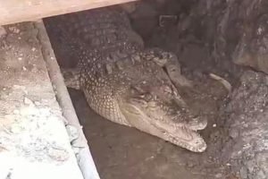 Kemunculan Buaya di Depan Puskesmas Tuban Bikin Heboh