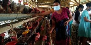 Harga Telur Ayam Terjun Bebas, Peternak di Lamongan Bagikan Telur Secara Gratis