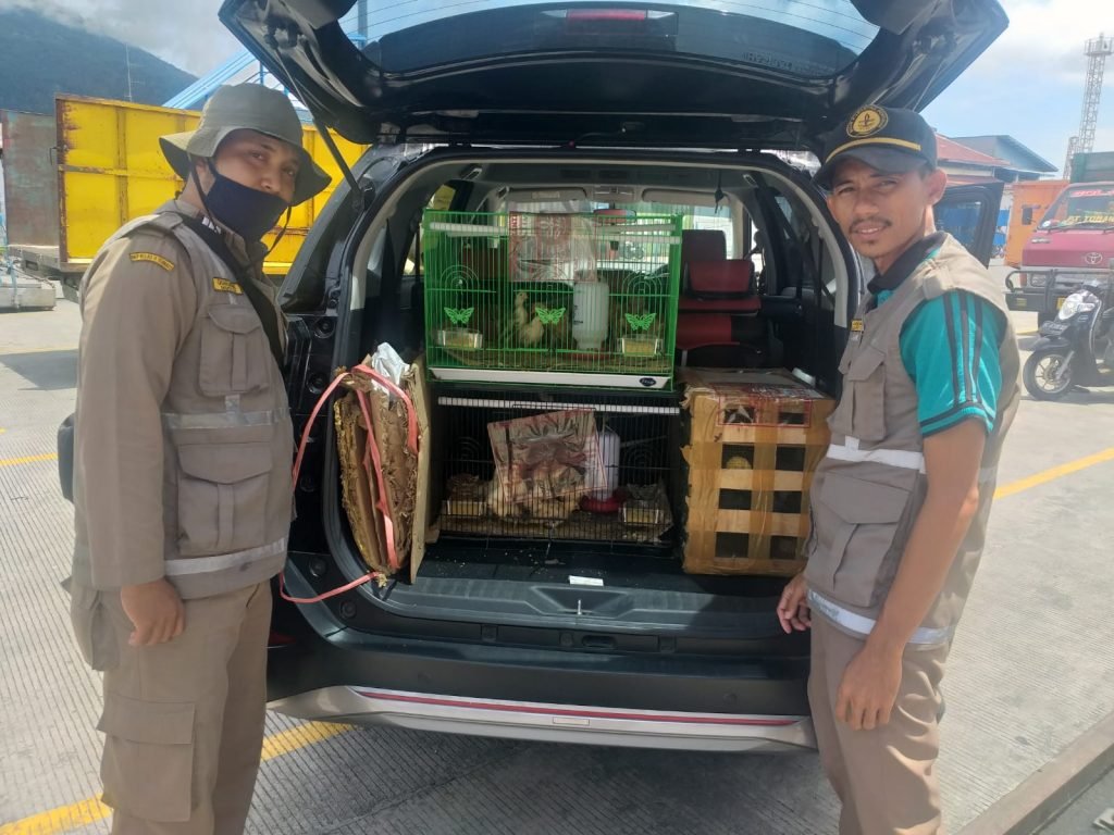 Burung Love bird Disembunyikan dalam Kamar Kapal, BKP Ternate Lakukan Penahanan