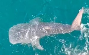 Sebab Kawanan Hiu Tutul Menepi Di Pantai Lamongan