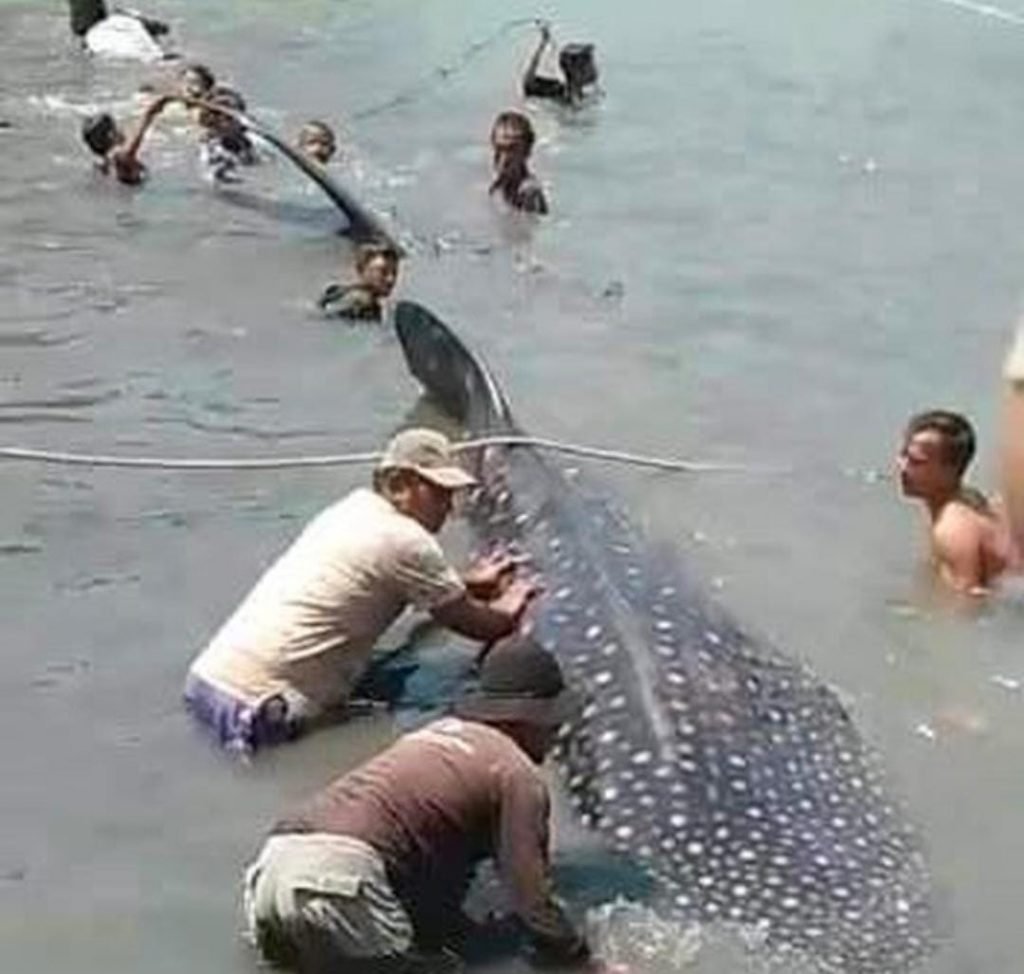 BMKG Buka Suara Penyebab Mamalia Laut Muncul di Perairan Jatim