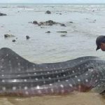 Ikan Hiu Terdampar di Pantai Sampang