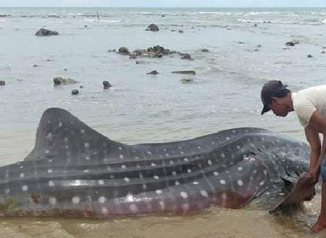 Ikan Hiu Terdampar di Pantai Sampang