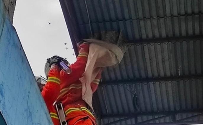 Sarang Tawon, Bola Voli