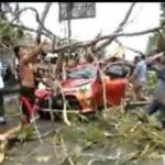 Mobil Toyota Calya Tertimpa Pohon