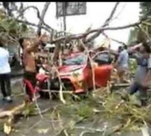 Mobil Toyota Calya Tertimpa Pohon Satu Orang Alami Luka Luka