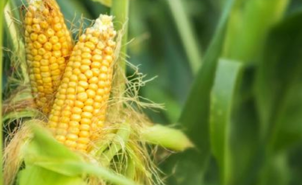 Tanaman Jagung di Sawah Digasak Pencuri