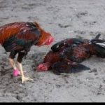 Ciri Ayam Bangkok Teknik Dan Pukul Sadis