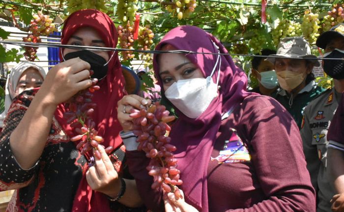 Wisata Kampung Anggur, Bupati Mojokerto, Ikfina Fahmawati