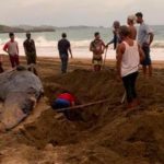 Bangkai paus, Pantai Jembring Trenggalek