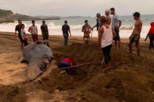 Bangkai Paus Ditemukan Terdampar di Pantai Jembring Blitar, Akhirnya Dikubur Warga