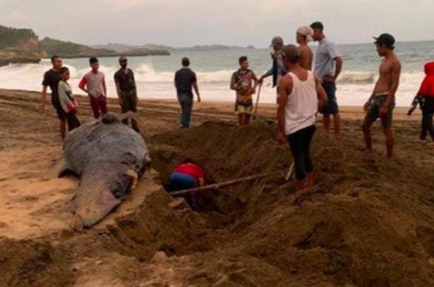 Bangkai paus, Pantai Jembring Trenggalek