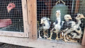 Kesalahan Umum dalam Merawat Ayam Bangkok