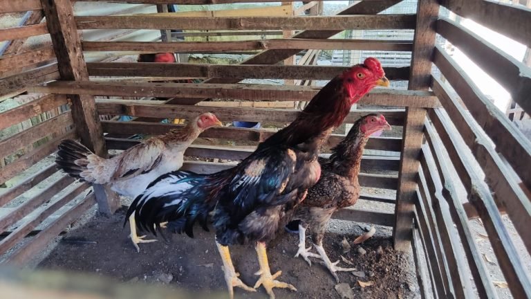 Kepala Ayam Bangkok Juara: Kiat dan Cara Membuat Ayam Bangkok Menjadi Juara