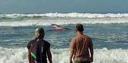 Hiu Tutul, Pantai Drajit Lumajang