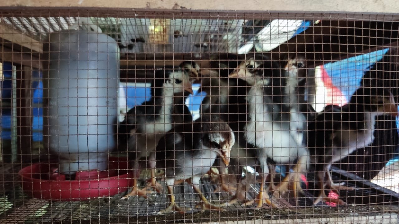 anakan ayam bangkok trah juara