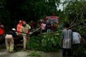 Tertimpa Pohon Pengendara Motor di Bojonegoro Tewas 
