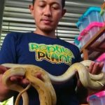 Jual Ular Piton, Cod, tulungagung