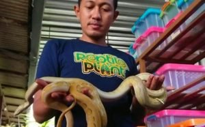 Jual Ular Piton Pakai Sistem Cod Dua Pemuda Ini Langsung Diamankan, Ini Sebabnya 