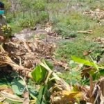 salam dari binjai, lamongan