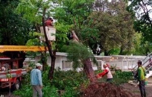 Hujan Disertai Angin Kencang, Tumbangkan 4 Pohon di Surabaya