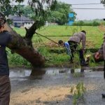 Pohon Tumbang Diterpa Angin Hadang Mobil Bupati Mojokerto