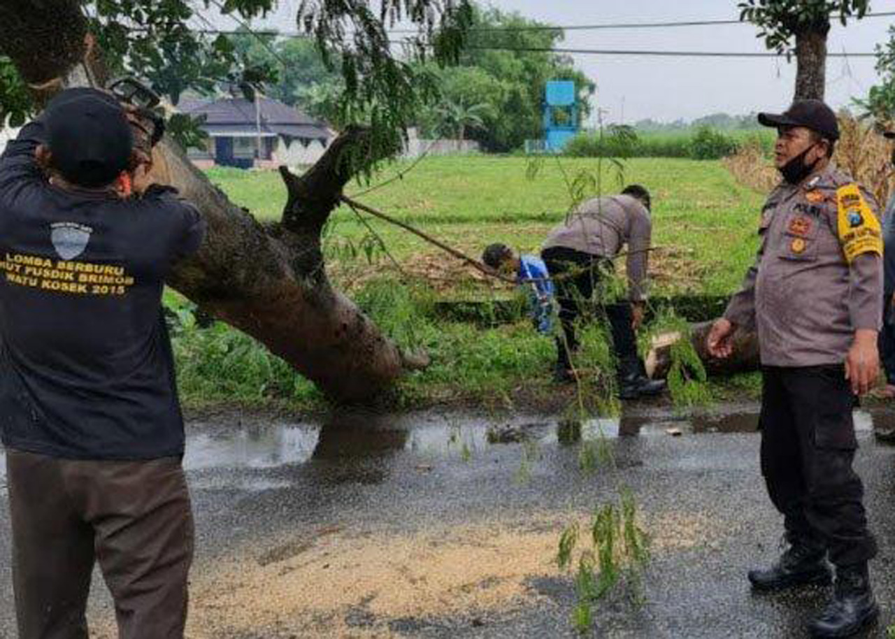 Pohon Tumbang Diterpa Angin Hadang Mobil Bupati Mojokerto