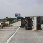 Pecah Ban, Pikup Terguling di Tol Jombang - Mojokerto Kambing Berhamburan