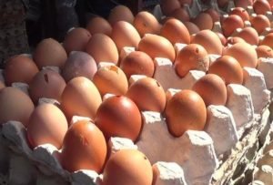 Harga Telur Ayam Mencapai Rp 32/kg, Warga Blitar Terpaksa Membeli Telur Bentesan