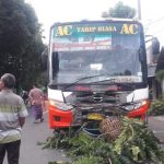 Bus Harapan Jaya Hindari Ranting Malah Tabrak Pedagang Hingga Tewas 