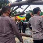 Anggota TNI, Pohon Tumbang, Situbondo