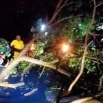 Pengedara Motor di Trenggalek Harus Dilarikan Ke Rumah Sakit Usai Tertimpa Pohon Tumbang