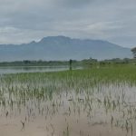 Petani kediri, sawah, terendam banjir,