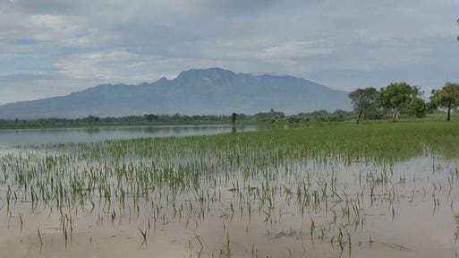 Petani kediri, sawah, terendam banjir,