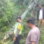Petani di Ngawi, Pohon tumbang
