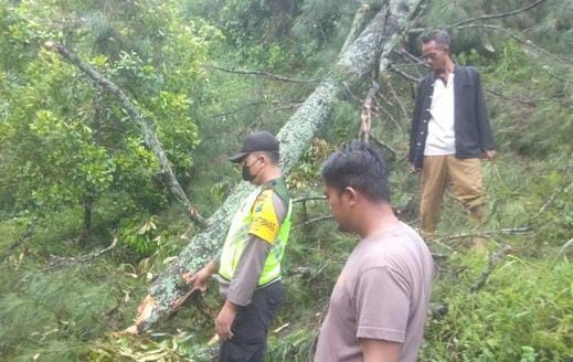 Petani di Ngawi, Pohon tumbang