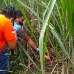 Mayat Wanita Telanjang di Kebun Tebu Dusun Tebon Jombang Bikin Heboh 