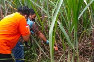Mayat Wanita Telanjang di Kebun Tebu Dusun Tebon Jombang Bikin Heboh 