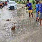 Pemerintah Tak Kunjung Atasi Banjir, Pemuda di Lamongan Gelar Aksi Giring Bebek 