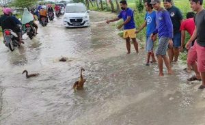 Pemerintah Tak Kunjung Atasi Banjir, Pemuda di Lamongan Gelar Aksi Giring Bebek 