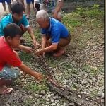 Penemuan Ular Piton Sepanjang 3 Meter Bikin Heboh