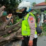 Pohon Tumbang di Sidoarjo Timpa Pengguna Jalan, 1 Orang Patah Kaki