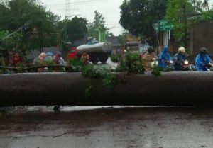 Pohon Randu Di Pasuruan Tumbang Diterpa Angin, Jalan Macet Total