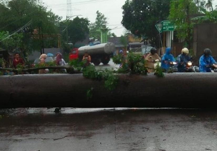 Pohon Randu, Pasuruan, Jalan Macet