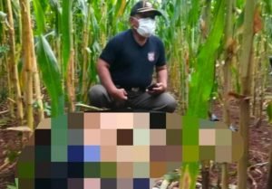 Penemuan Mayat Misterius Di Kebun Jagung Lamongan Hebohkan Warga
