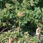 pohon jati tua, tumbang, watu blorok