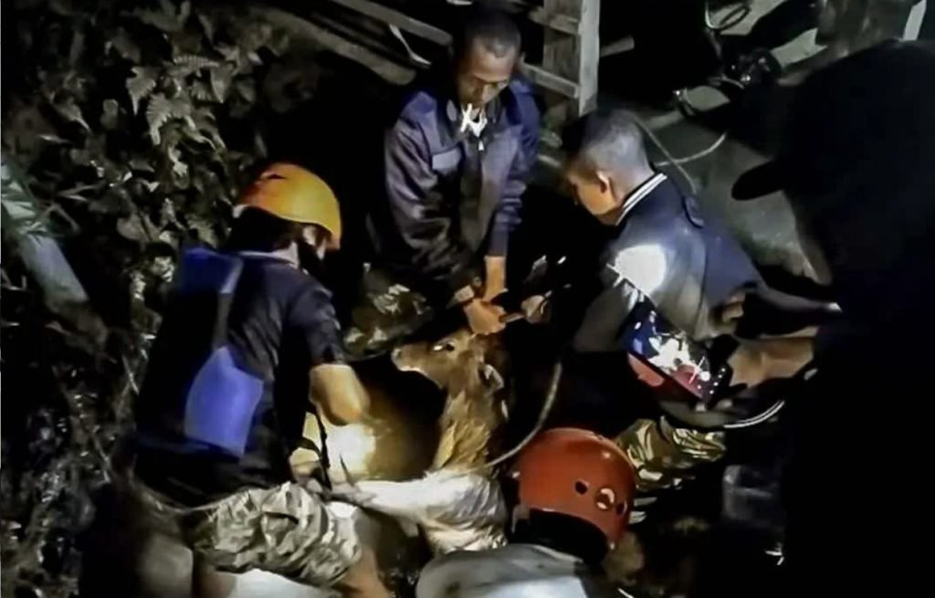 Rusa Jantan Terjebak Di Gorong-Gorong Pacet Berhasil Diselamatkan