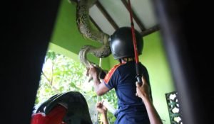 Warga Jombang Dikejutkan Dengan Temuan Ular Sanca di Plafon Rumah
