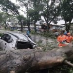 Pohon tumbang