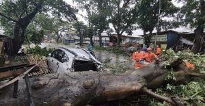 Pohon Tumbang di Malang Timpa Mobil Hingga Ringsek